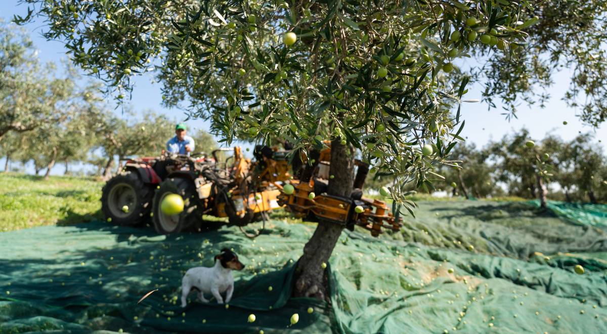 Tempo di olio nuovo - Bono