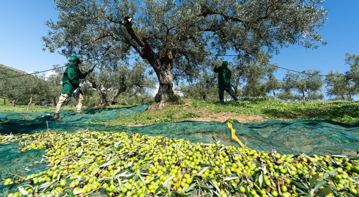 Tempo di olio nuovo - Bono