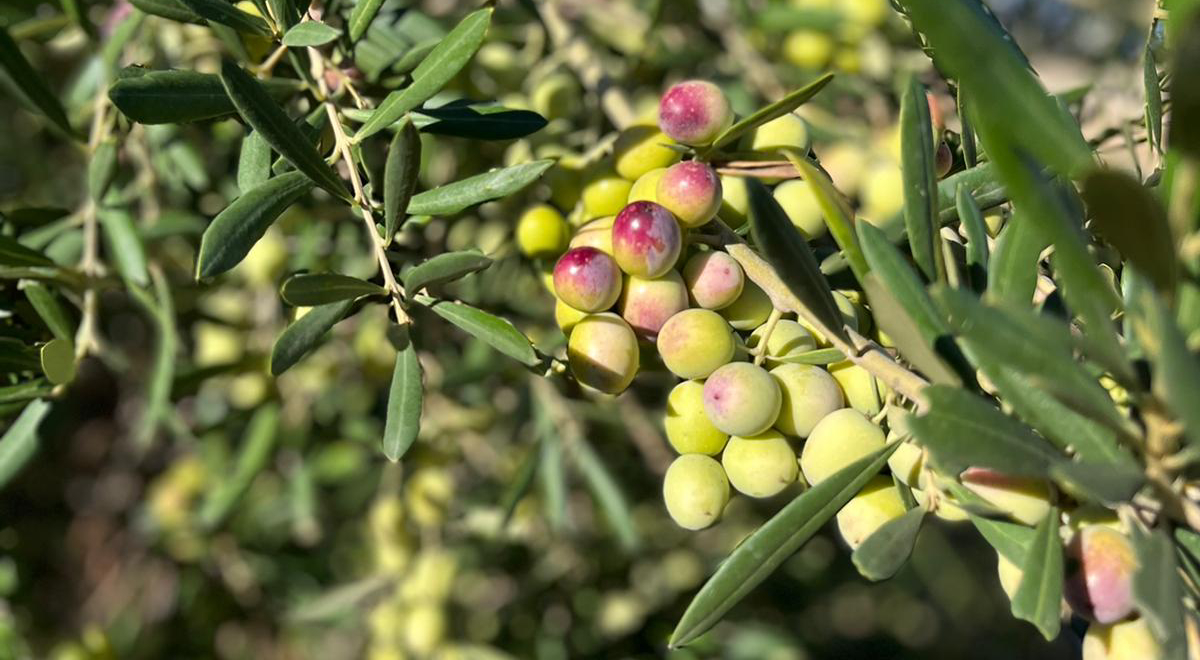 L'olio Novello negli scaffali della GDO